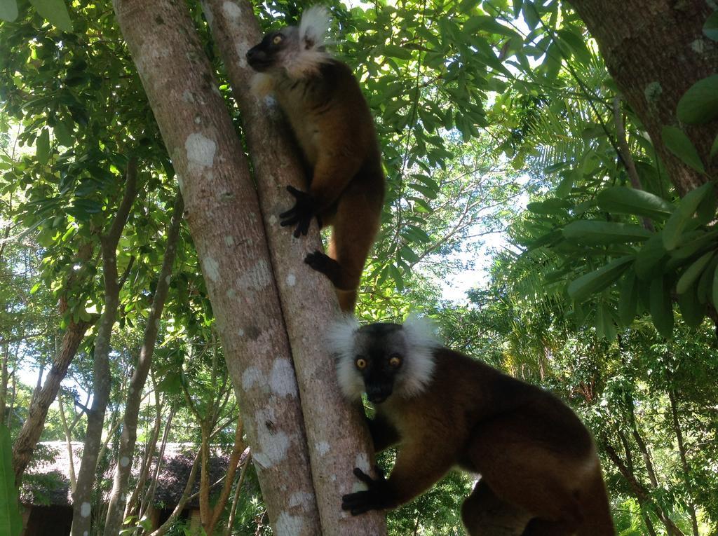 Coco Komba Lodge Nosy Komba Exteriér fotografie
