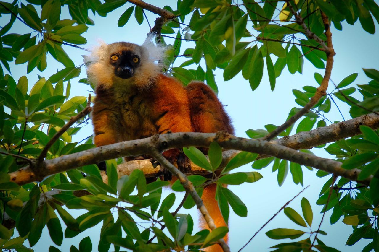 Coco Komba Lodge Nosy Komba Exteriér fotografie